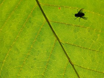 Close-up of insect on plant