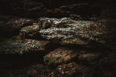 Close-up of rocks by trees in forest