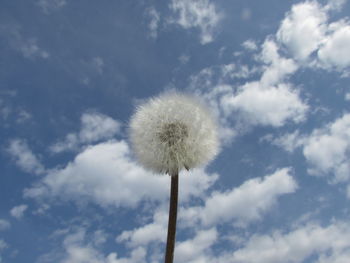 Low angle view of dandelion against sky