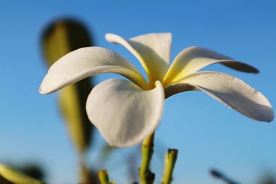 Close-up of frangipani blooming against clear sky