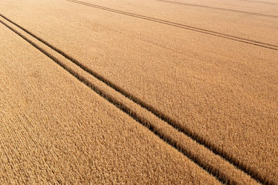 Aerial view of wheat field and tracks from tractor, agricultural texture, wheat farm from above