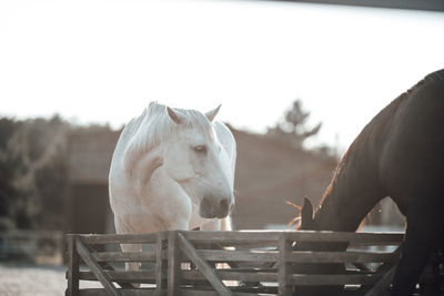 View of horse in stable