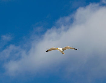 Low angle view of seagull flying in sky