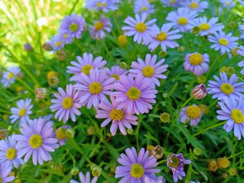 High angle view of purple flowering plants in park