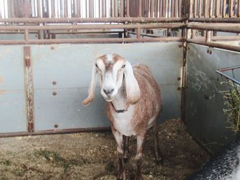 Portrait of horse standing outdoors