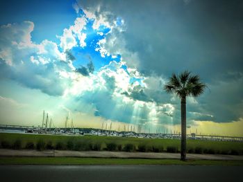 View of palm trees against cloudy sky