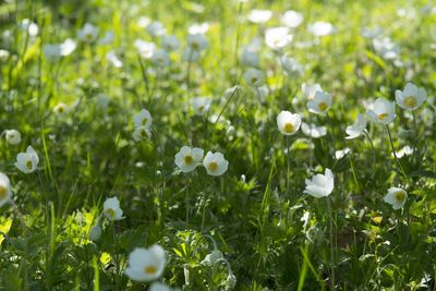 Close-up of white flowering plants on field