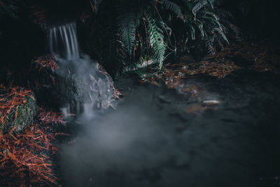 Scenic view of waterfall in forest