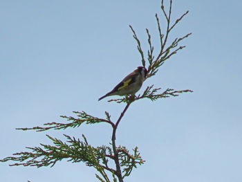 Low angle view of bird perching on tree against clear blue sky