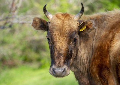 Close-up of cow