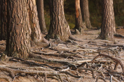 Roots from trees on sandy beach