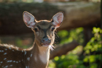 Close-up portrait of deer