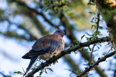 Low angle view of bird perching on branch