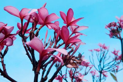 Low angle view of pink flowers blooming against sky