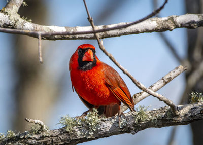 Northern cardinal perched on a branch in cullinan park in sugar land, texas