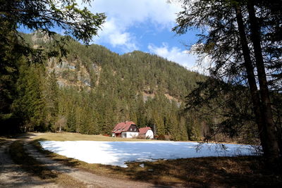 Scenic view of forest against sky