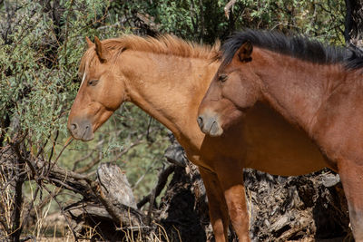Side view of a horse in the ground