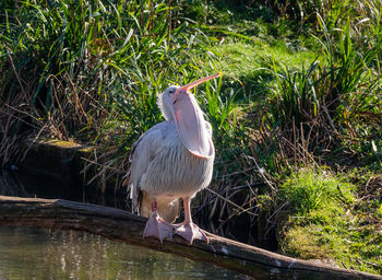 Bird perching on a lake