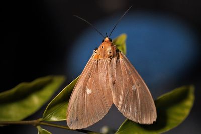 Asota caricae showing dorsal view on leaf