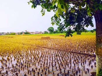Scenic view of agricultural field against clear sky