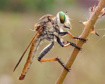 Close-up of insect on twig