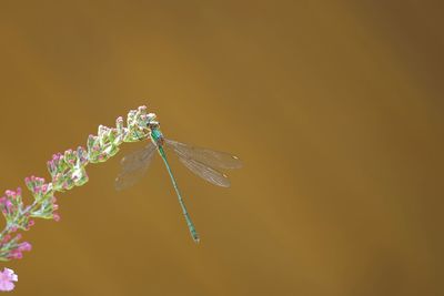 Close-up of insect on flower