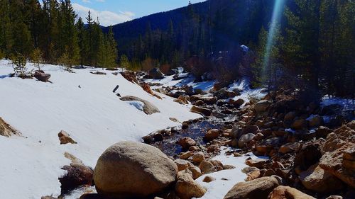 Scenic view of stream in forest during winter