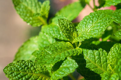 Close-up of plant