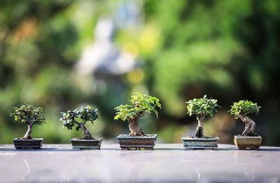 Close-up of potted plant on table