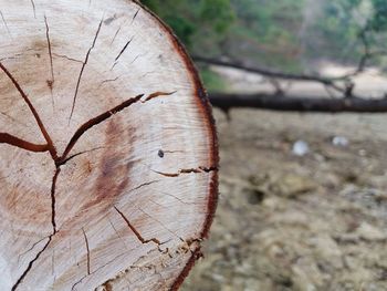 Close-up of tree stump in forest