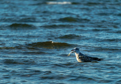 Close-up of bird in water