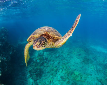 Turtle swimming in sea