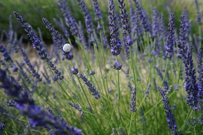 Close-up of lavender growing in field