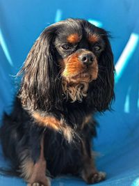 Close-up of a dog looking away