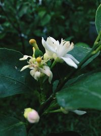 Close-up of flowers blooming outdoors