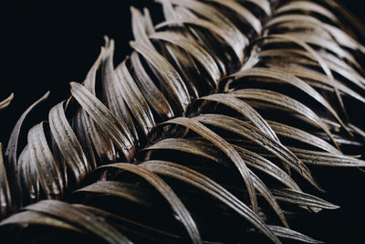 Close-up of plant against black background