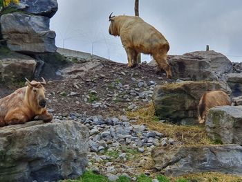 Horse standing on rock