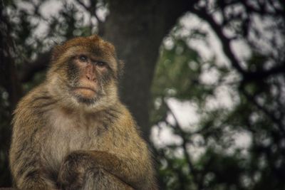 Portrait of monkey sitting on tree