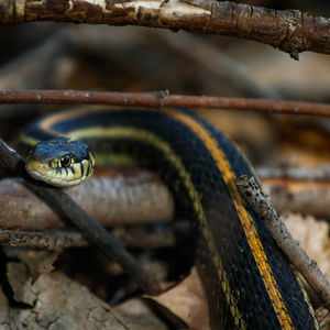 Close-up of lizard on branch