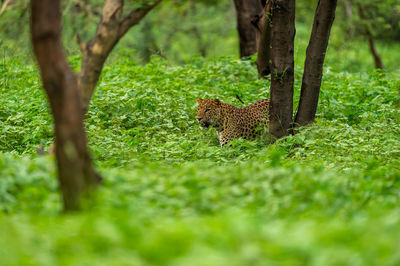 View of a cat on ground