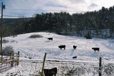 View of cows on snow covered land