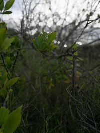 Close-up of plant growing in field