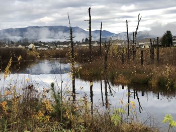 Plants by lake against sky