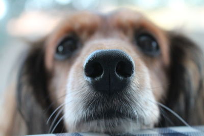 Close-up portrait of dog