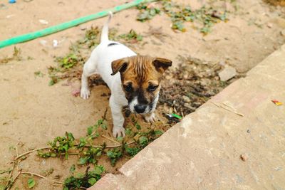 High angle portrait of dog on field