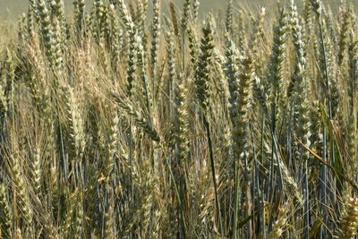 Close-up of stalks in wheat field