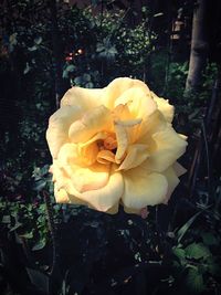 Close-up of yellow flower blooming outdoors