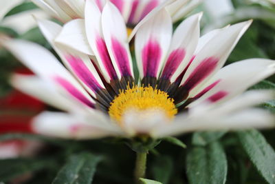 Close-up of white flower