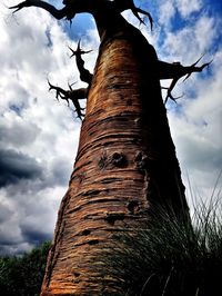 Low angle view of lizard on tree trunk