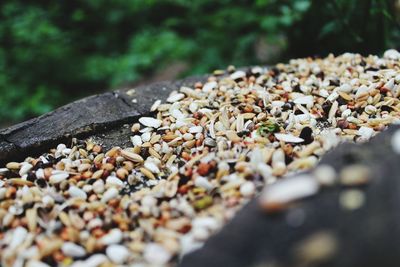 Close-up of seeds on rock